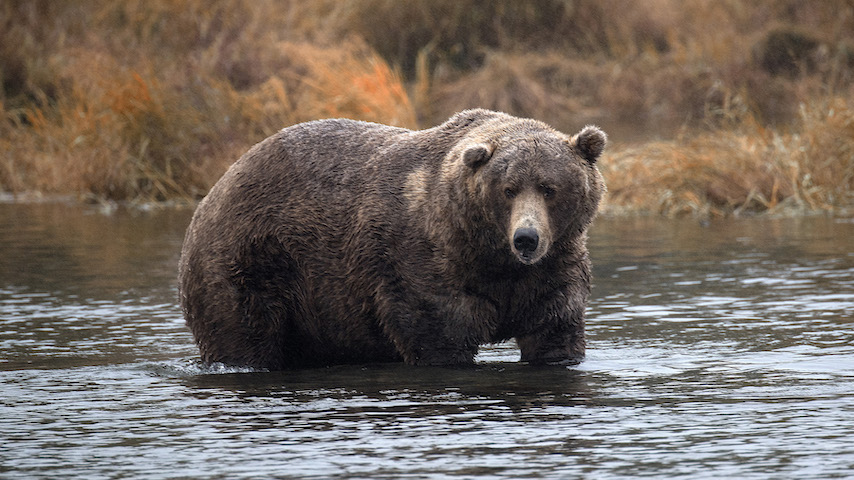 Okay, let's try Fat Bear Week again