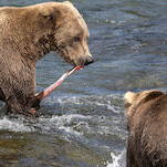 Fat Bear Week postponed due to bear-on-bear murder